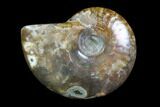 Iridescent, Red Flash Ammonite - Madagascar #82420-1
